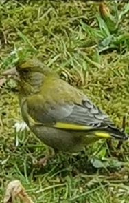 Green Finch gan Elis Smits